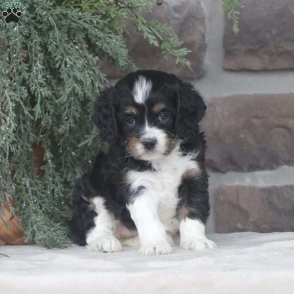 Carrie, Cavapoo Puppy